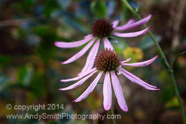 Purple Coneflower